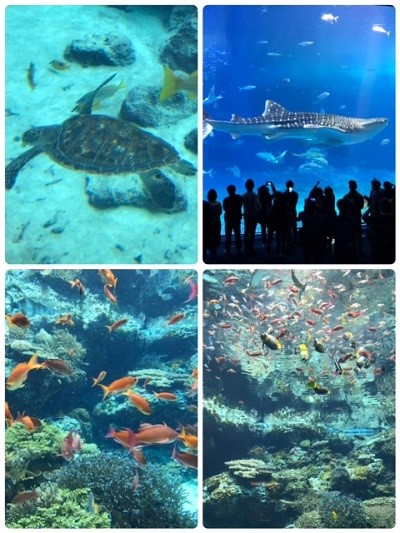 沖縄美ら海水族館